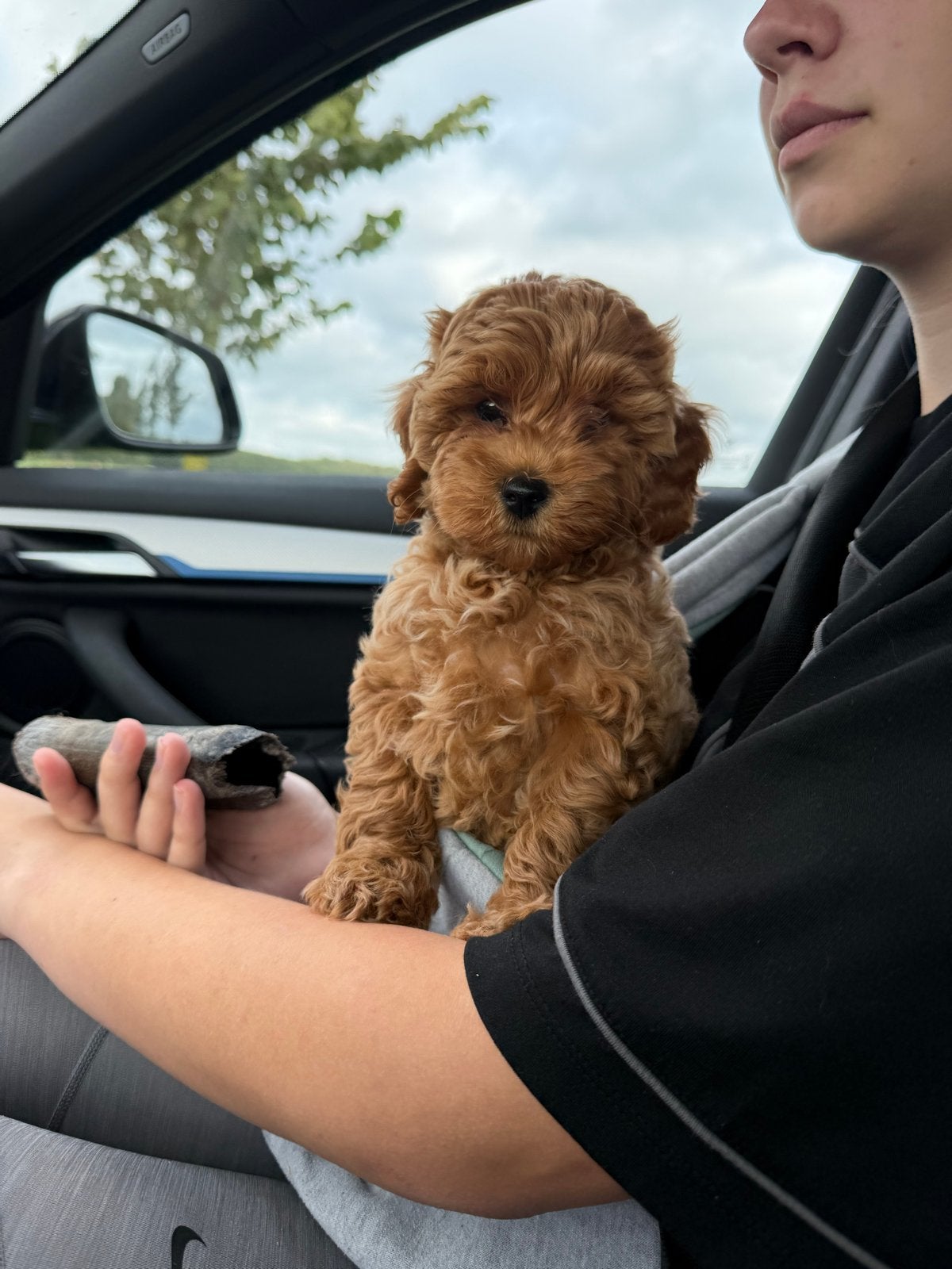 Mini doodle teefje, Dieren en Toebehoren, Teef, Eén hond, Klein, Nederland