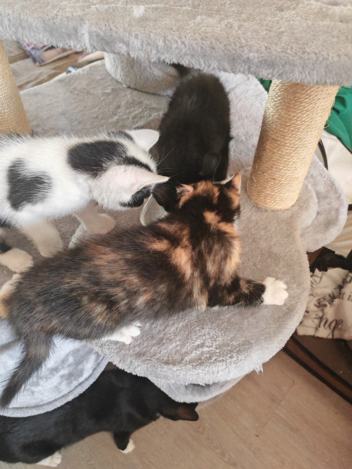 Kittens te koop, Ophalen of Verzenden