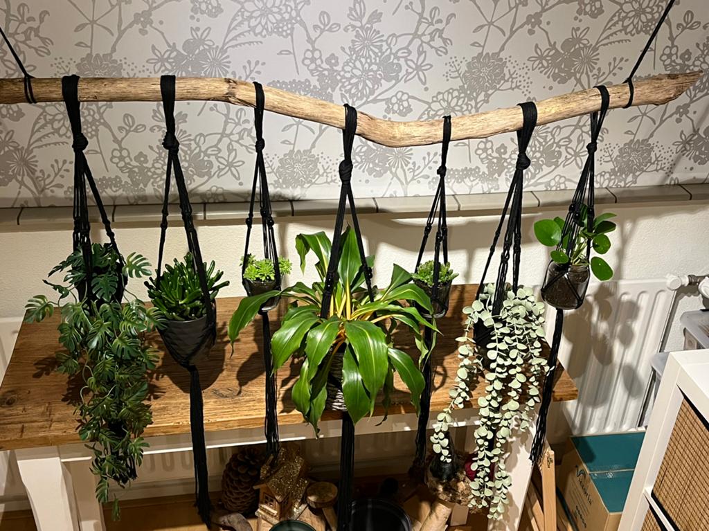 Stoere tak compleet met 7 zwarte hangers met planten er in, Ophalen, 100 tot 150 cm, Overige soorten, Halfschaduw