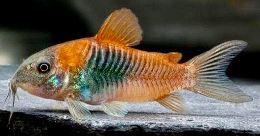 Corydora Venezuela Orange, Dieren en Toebehoren, Vis, Zoetwatervis, Schoolvis