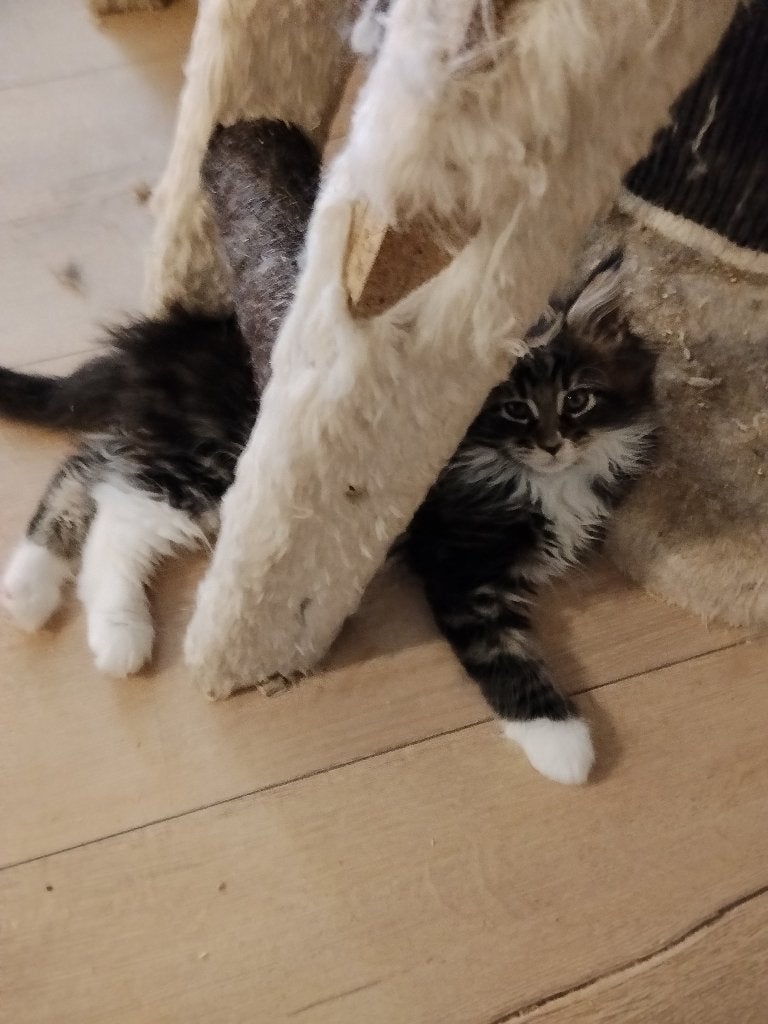Russische Maine Coon kittens met stamboom, Dieren en Toebehoren, Katten en Kittens | Raskatten | Langhaar, Meerdere dieren, Met stamboom