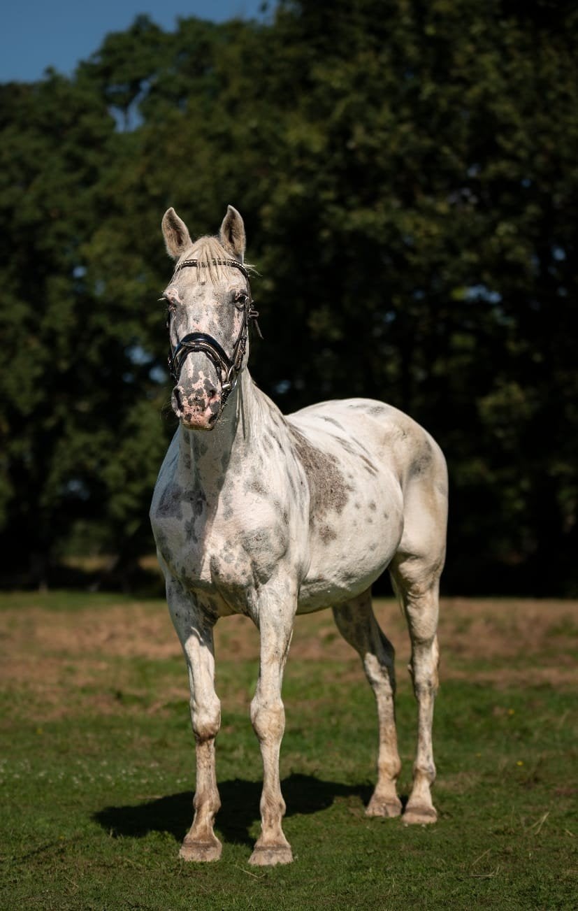super mooie connermara appeloesa, Niet van toepassing, Recreatiepony, Merrie, E pony (1.48m - 1.57m)