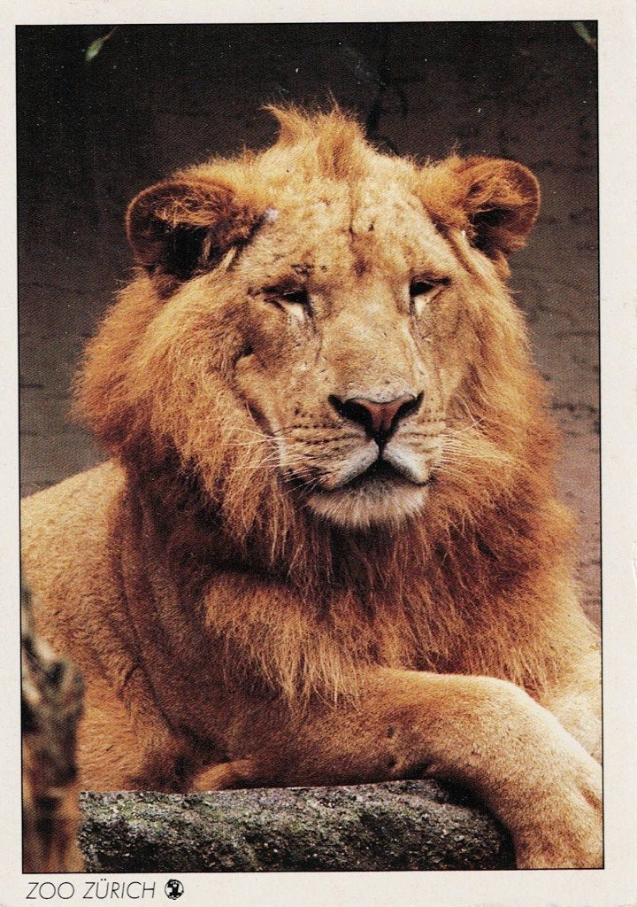 Dierentuin  Zurich Indische Leeuw 358, Verzamelen, Ansichtkaarten | Dieren, Ophalen of Verzenden, 1980 tot heden, Gelopen, Wild dier