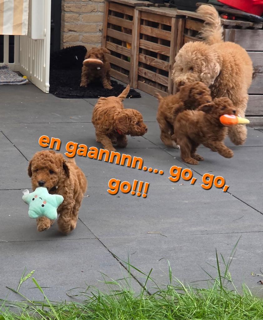 MiniLabradoodles mogen verhuizen 🥰, 8 tot 15 weken, Meerdere, Meerdere dieren, Klein