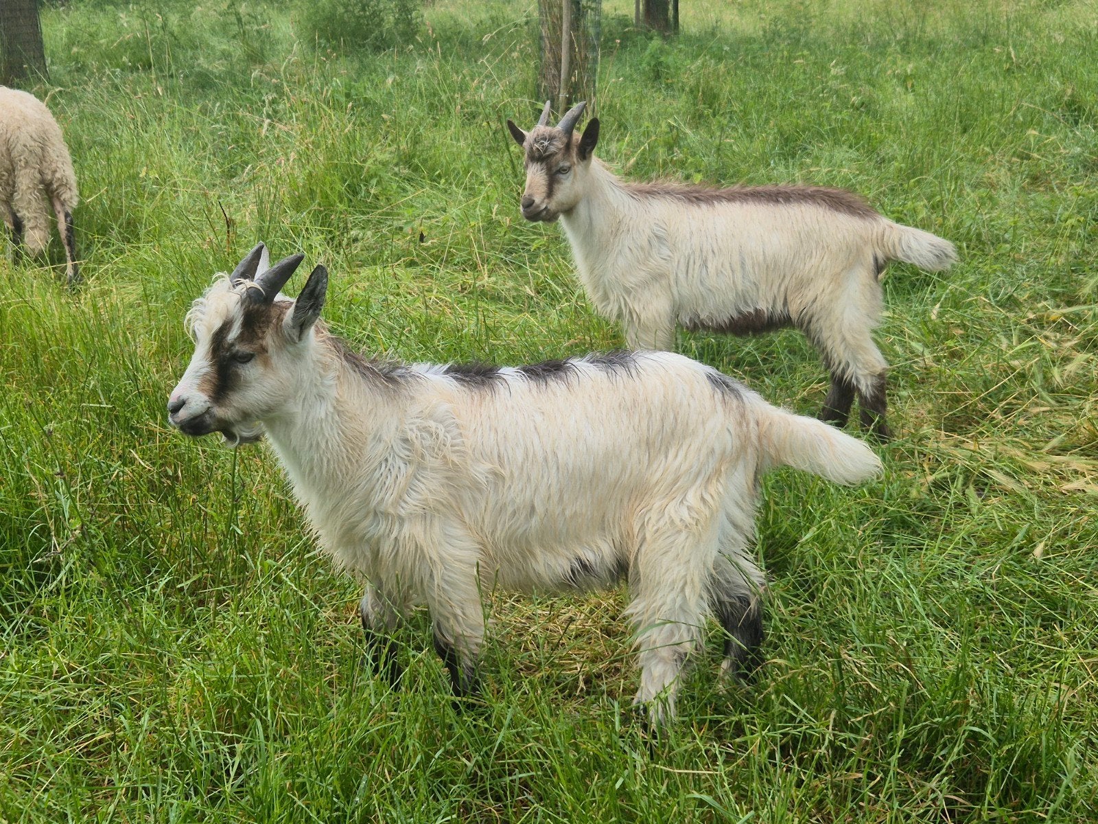 Landgeit bokken, Dieren en Toebehoren, Meerdere dieren, Schaap