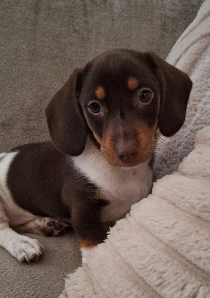 Choco tan piebald dwerg teckel teefje, Parvo, 8 tot 15 weken, Korthaar, Teef