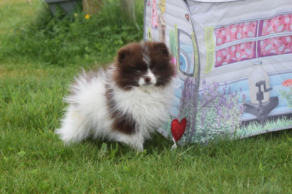 Pomeriaan,keeshond,dwergkees pup, Parvo, Keeshond, 15 weken tot 1 jaar, Buitenland