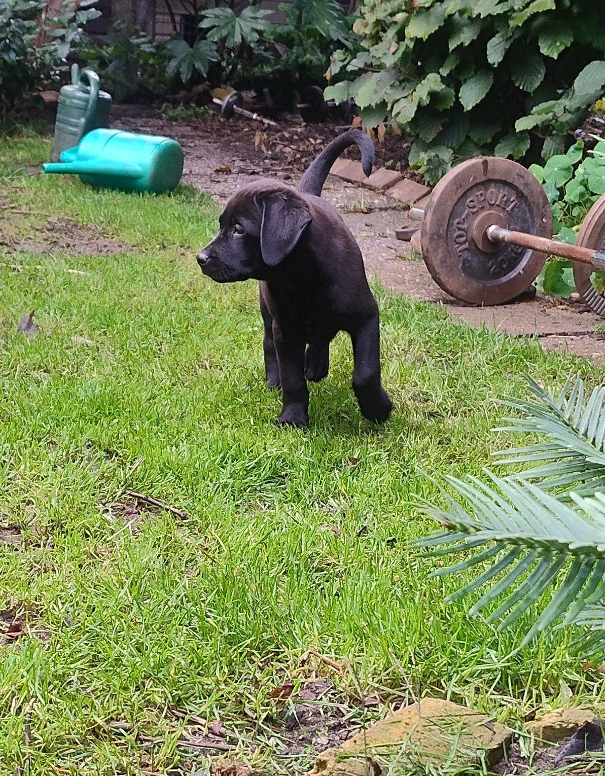 Rottweiler x Weimaraner/Rhodesian Ridgeback pups, Overige rassen, 8 tot 15 weken, Meerdere, Meerdere dieren
