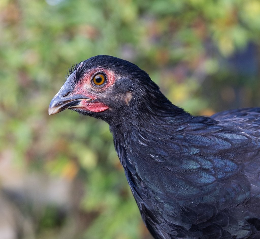 Jonge Wyandotte krielkippen zwart, Dieren en Toebehoren, Pluimvee, Vrouwelijk, Kip