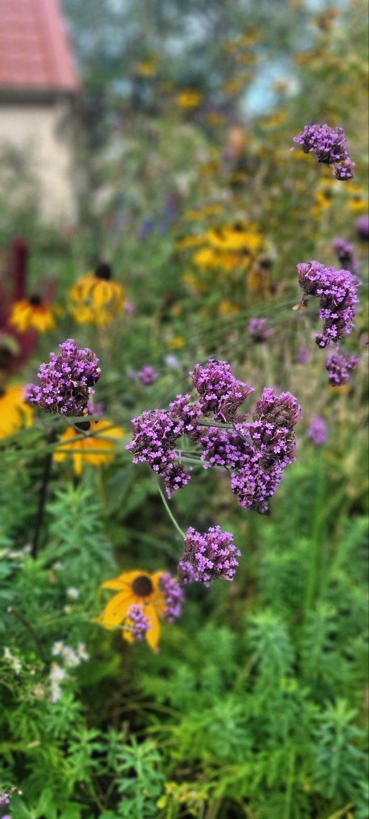 keuze genoeg ( tuinplanten  ), Ophalen, Volle zon