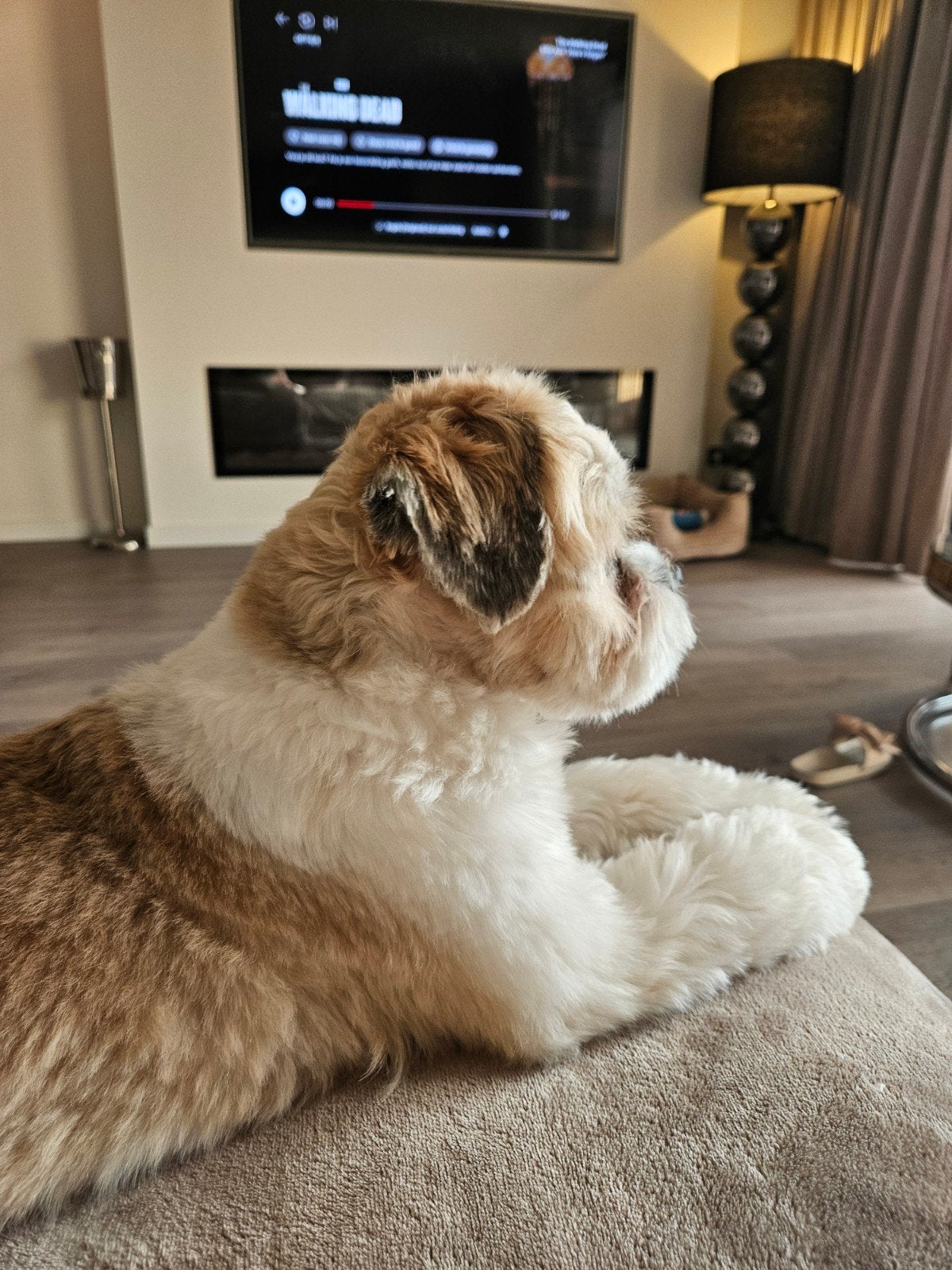 Lief Shih Tzu reutje zoekt gouden mandje, 15 weken tot 1 jaar, Eén hond, Nederland, Particulier