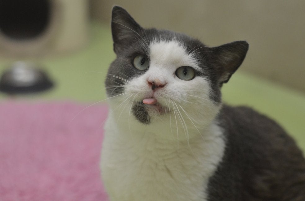 Adoptiemiddag katten zaterdag 3 oktober!, Meerdere dieren, Kortharig