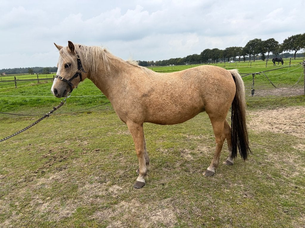 Welsch pony's, Dieren en Toebehoren, Merrie, Met stamboom, A pony (tot 1.17m), 3 tot 6 jaar