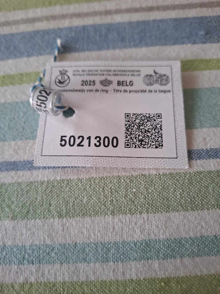Duivenring 2025 belg, Mannelijk, Postduif
