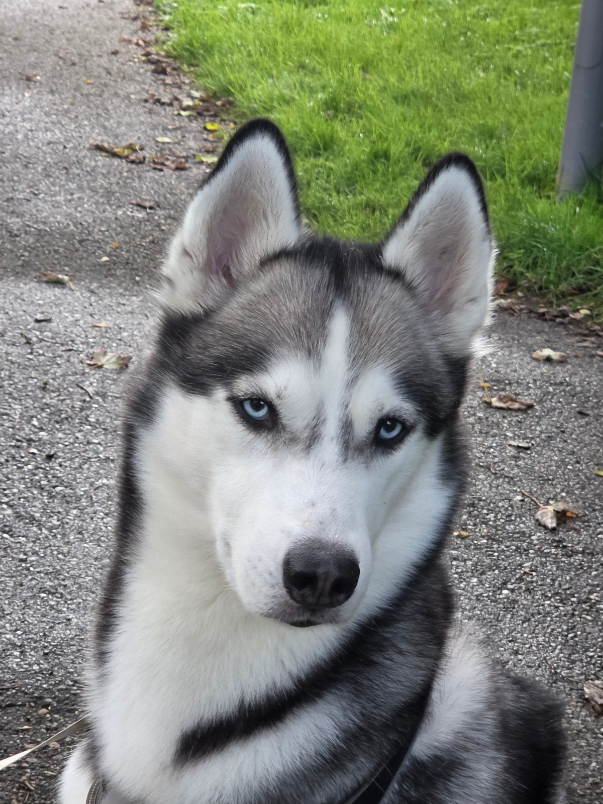 Husky Dekreu, Ophalen