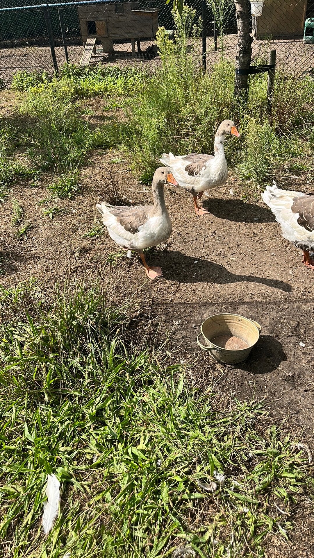 Twee jonge ganzen geboren 15 april allebei vrouwen, Dieren en Toebehoren, Pluimvee, Vrouwelijk, Gans of Zwaan