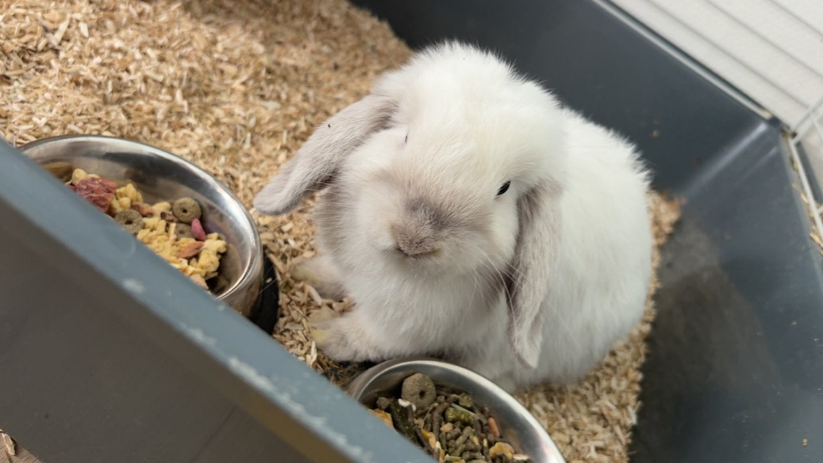Baby konijn, Mannelijk, Dwerg