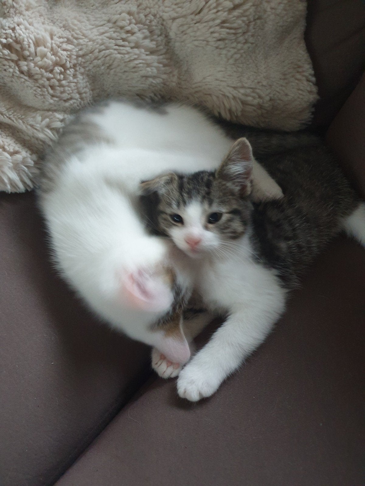 kittens