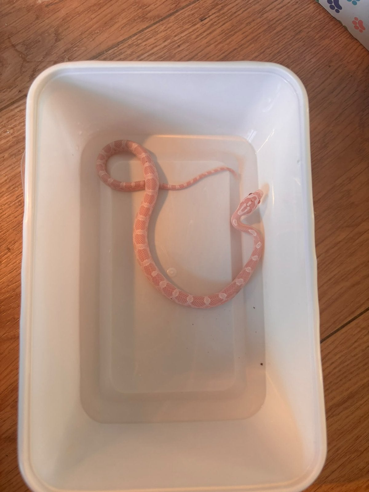Jonge rattenslangen te koop. Mogen  al verhuizen Rat Snake photo 7