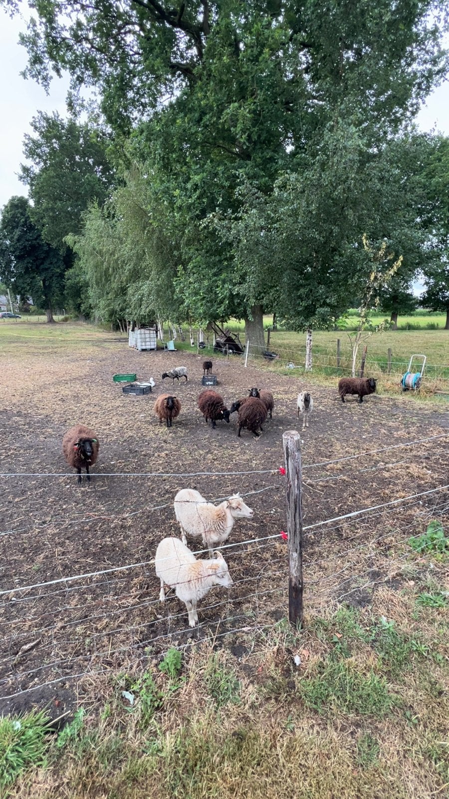 Quessant ooien, Dieren en Toebehoren, Meerdere dieren, Schaap, 0 tot 2 jaar