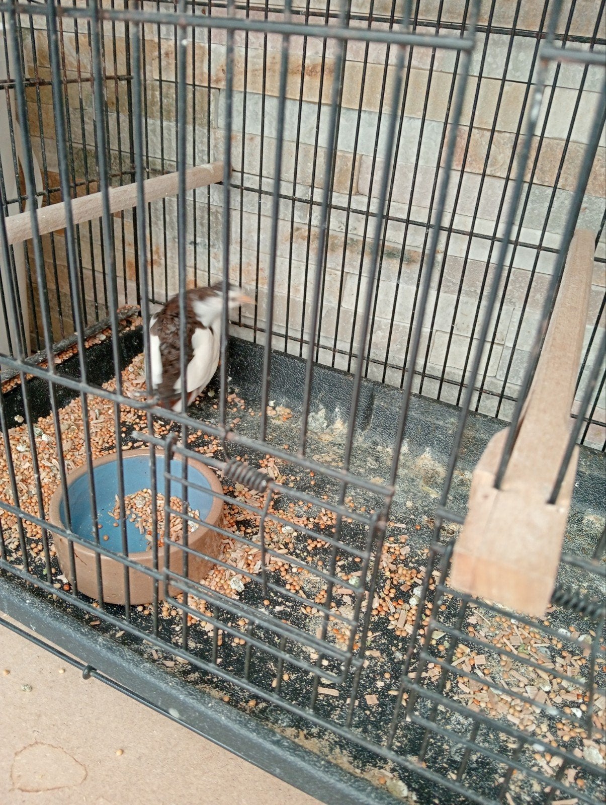 Kwartel, Dieren en Toebehoren, Vogels | Overige Vogels, Mannelijk