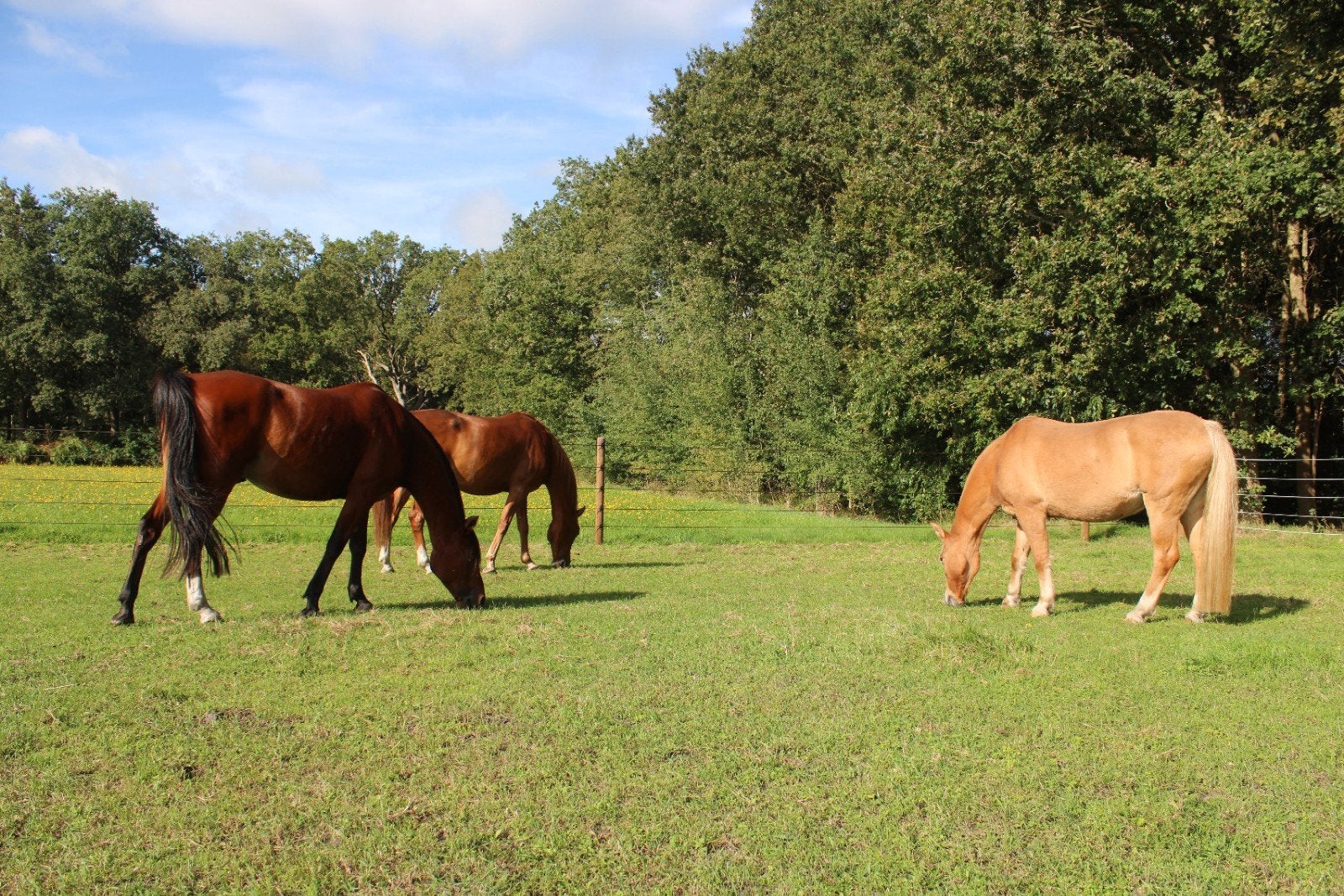 stalhulp gezocht | Paarden | Hoornsterzwaag