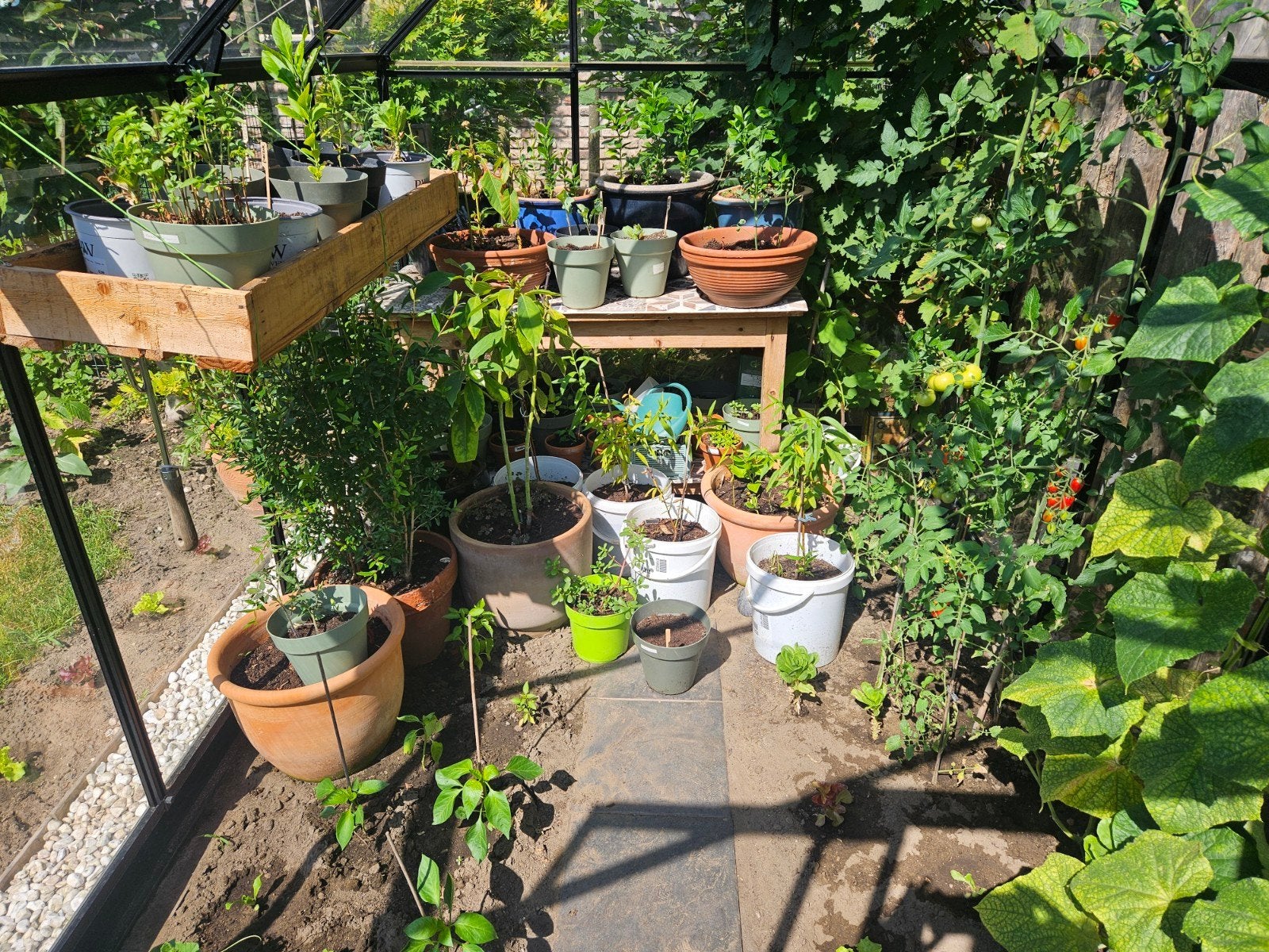 Te koop: zelfgekweekte fruit-, noten- en wilgenbomen + jo, Tuin en Terras, Planten | Bomen, Ophalen, Overige soorten