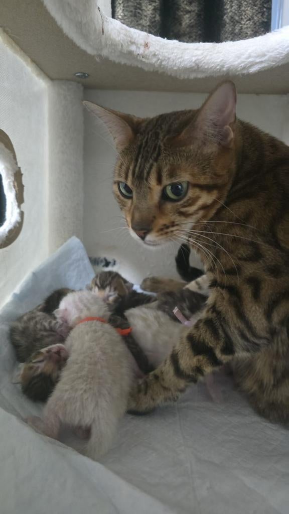 Beschikbaar: prachtige Bengaalse kittens, Meerdere dieren