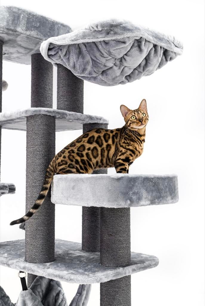 Prachtig lieve bengaal poes met stamboom, Dieren en Toebehoren, Katten en Kittens | Raskatten | Korthaar, Poes, Met stamboom
