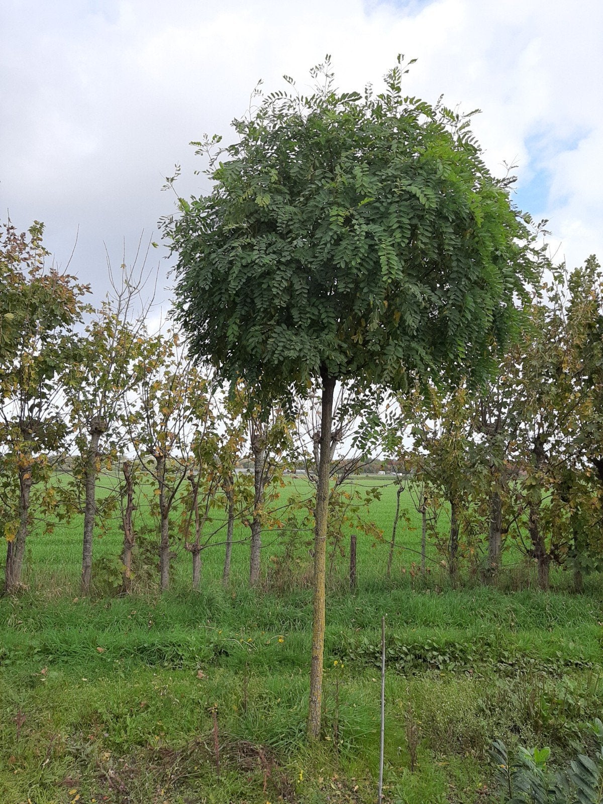 Bolacacia , Robinia ps.ac.'Umbraculifera', Tuin en Terras, Ophalen, Volle zon, Overige soorten