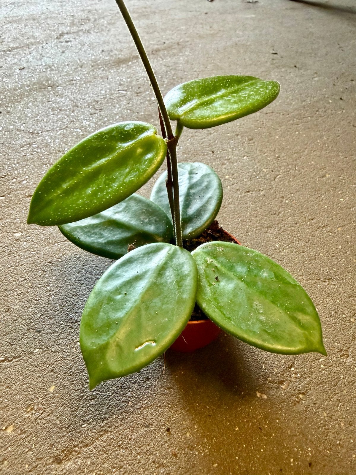 Hoya vangviengiensis p9, Ophalen of Verzenden