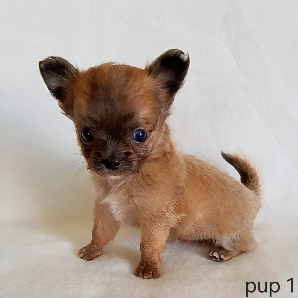 Chihuahua pups, Dieren en Toebehoren, Honden | Chihuahua's en Gezelschapshonden, België, Particulier, 8 tot 15 weken, Parvo