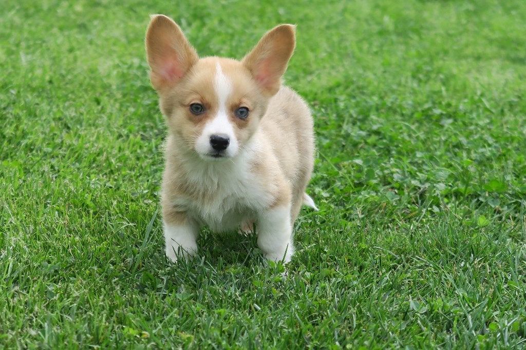 Welsh Corgi Cardigan pups, Dieren en Toebehoren, Parvo, Nederland, Overige rassen, 8 tot 15 weken