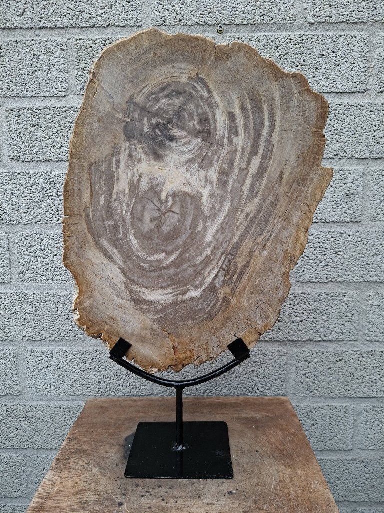 Versteend hout op standaard no C, Ophalen of Verzenden, Mineraal