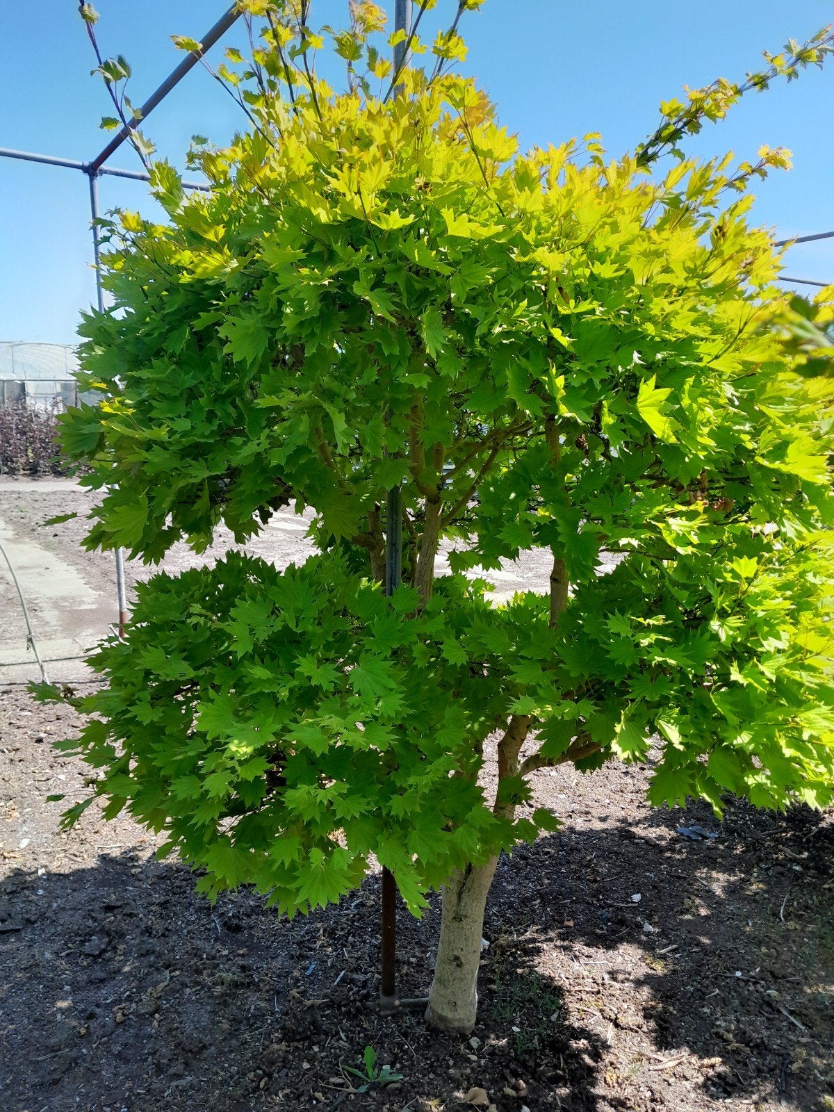 Acer, Tuin en Terras, Planten | Struiken en Hagen, Ophalen, Esdoorn, 100 tot 250 cm