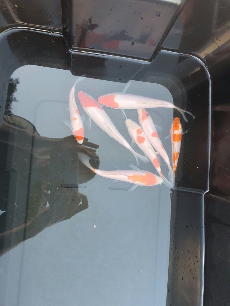 Laatste kans! (7 Koi) – Tancho, Kohaku & Tancho Kohaku, Karper of Koi