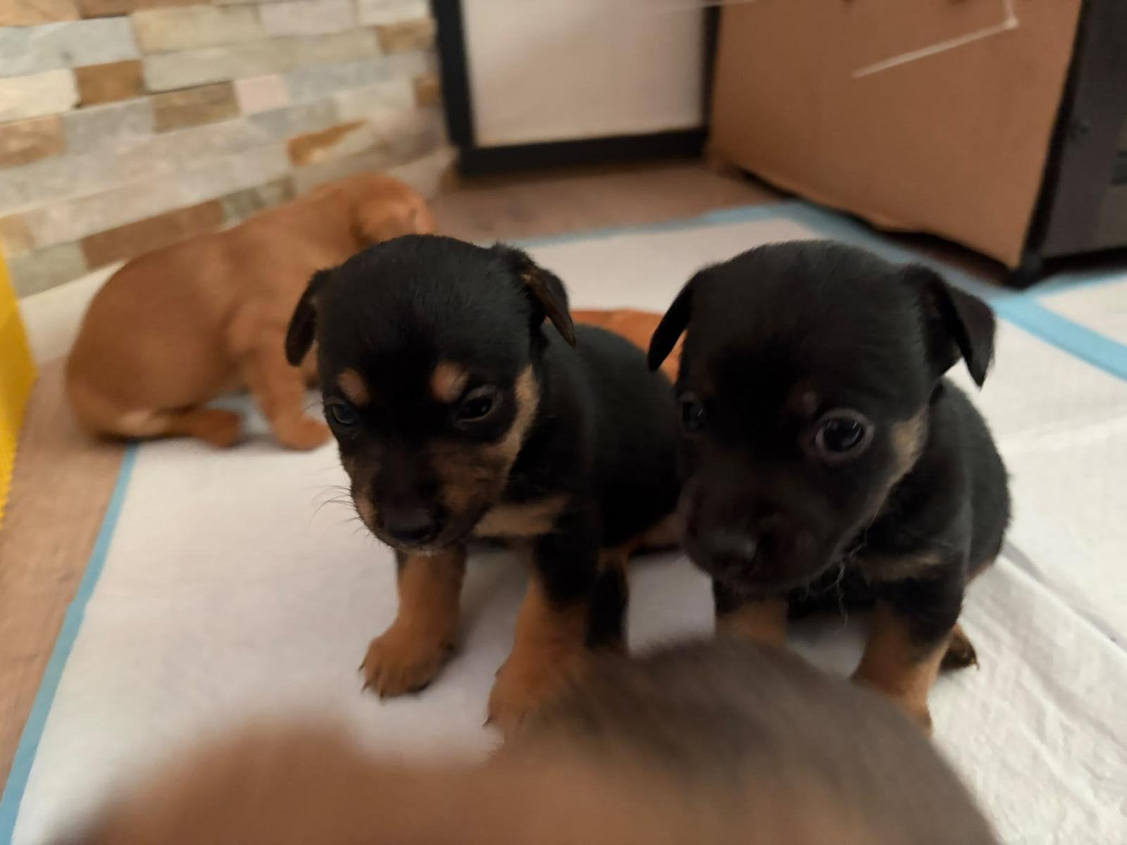 5 jack russel puppy’s, Dieren en Toebehoren, Jack Russell Terriër, 8 tot 15 weken, Meerdere, Meerdere dieren