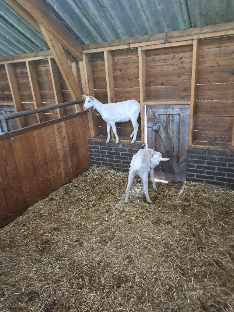 3 geitlammeren te koop. 2, Dieren en Toebehoren, Vrouwelijk, Geit, 0 tot 2 jaar