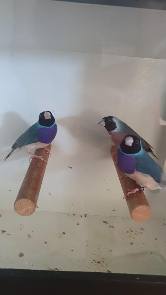 Zwartkop paarsborst blauw & spl. blauw gouldamadines zie adv, Dieren en Toebehoren, Meerdere dieren, Tropenvogel, Geringd