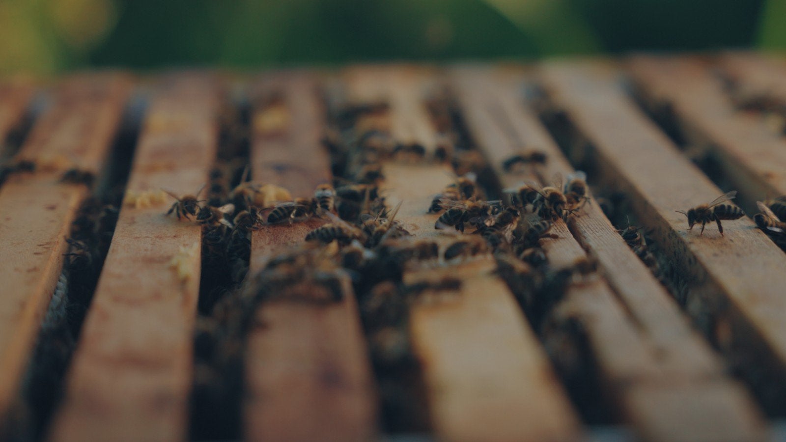 Carnica F1 bijenvolkjes op zes ramen, Dieren en Toebehoren, Insecten en Spinnen, Bijen