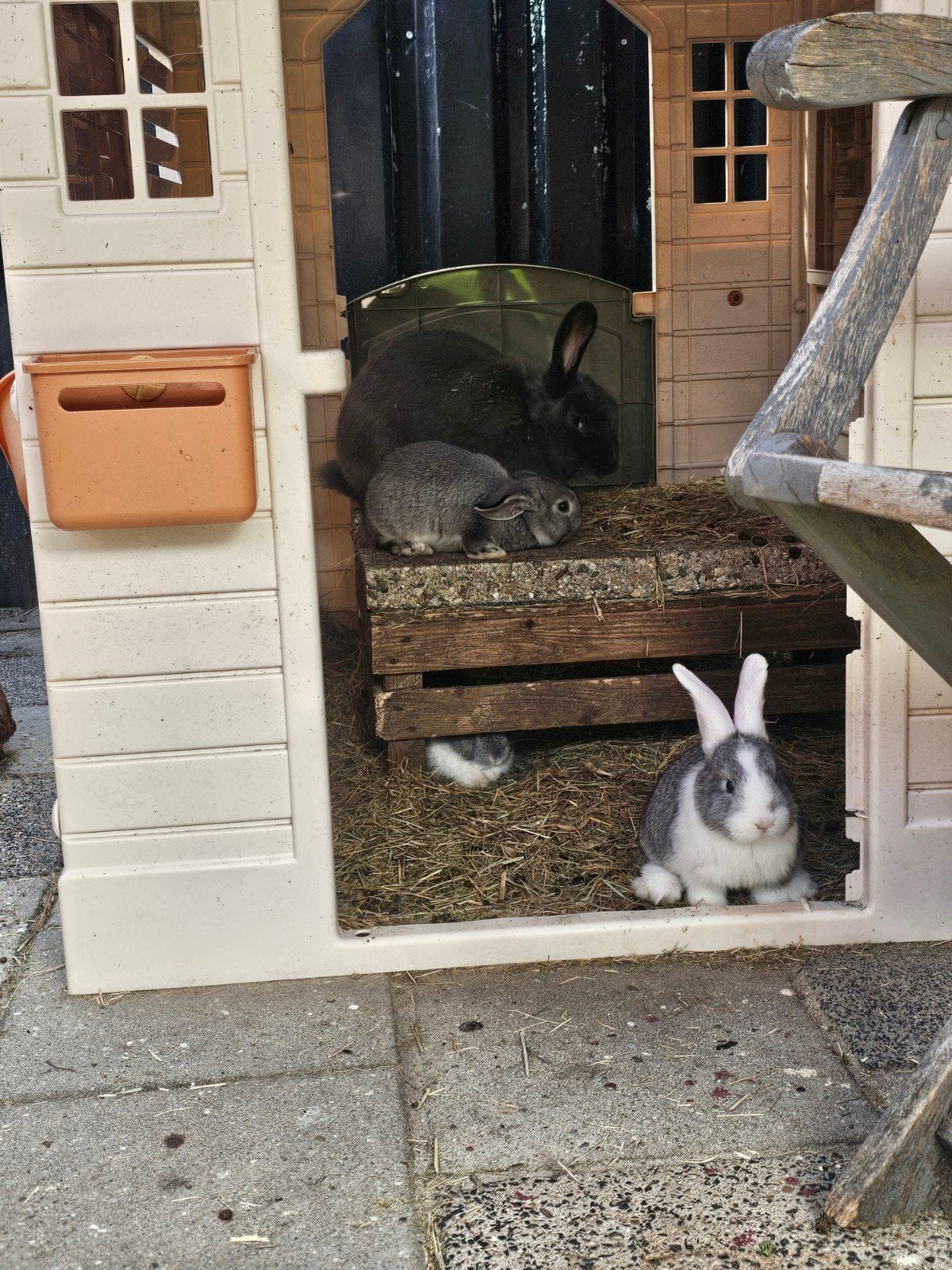 jonge konijntjes, Dieren en Toebehoren, Geslacht onbekend, Middelgroot, Hangoor, 0 tot 2 jaar