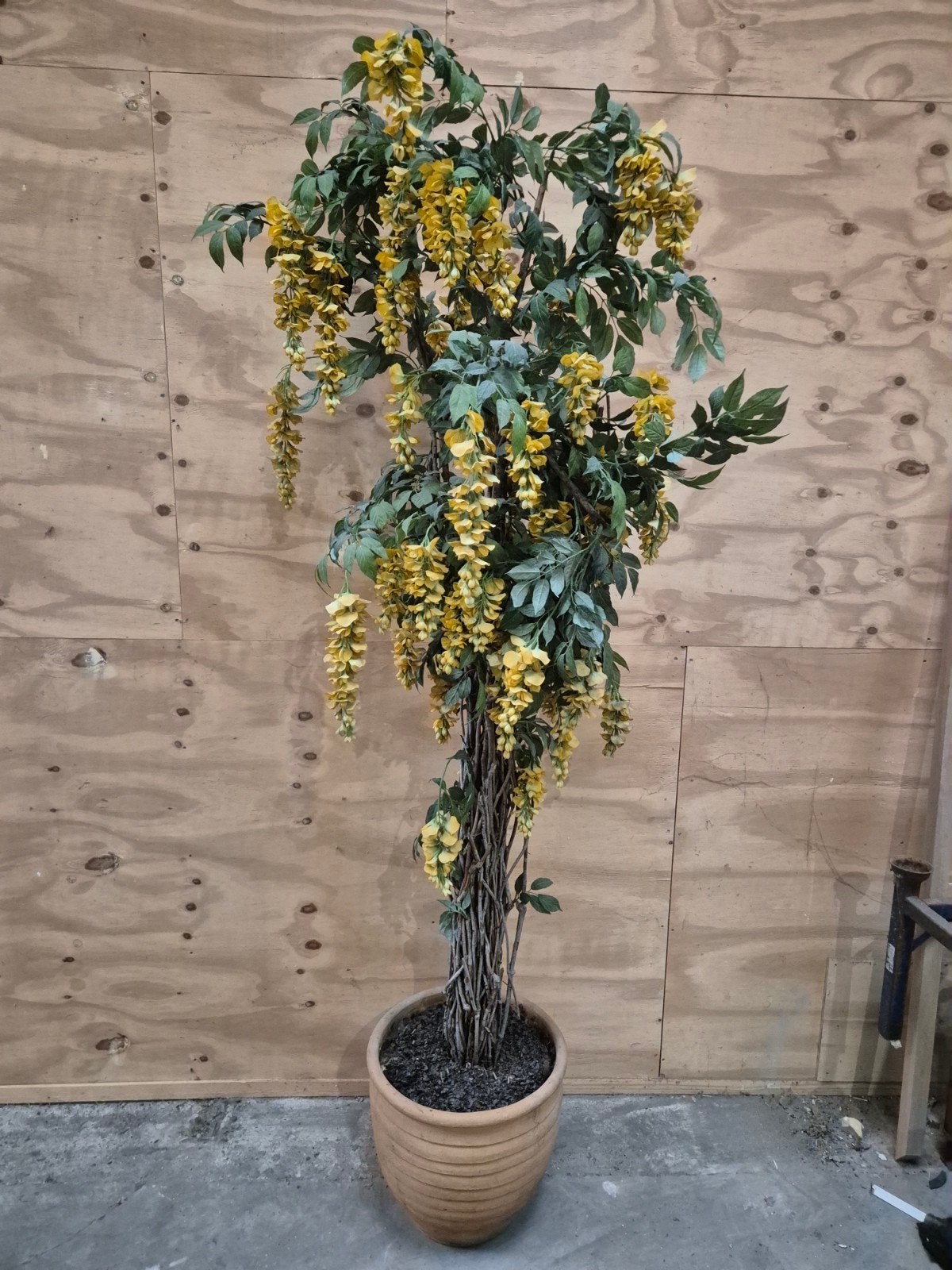 gouden regen wisteria 225cm, Ophalen