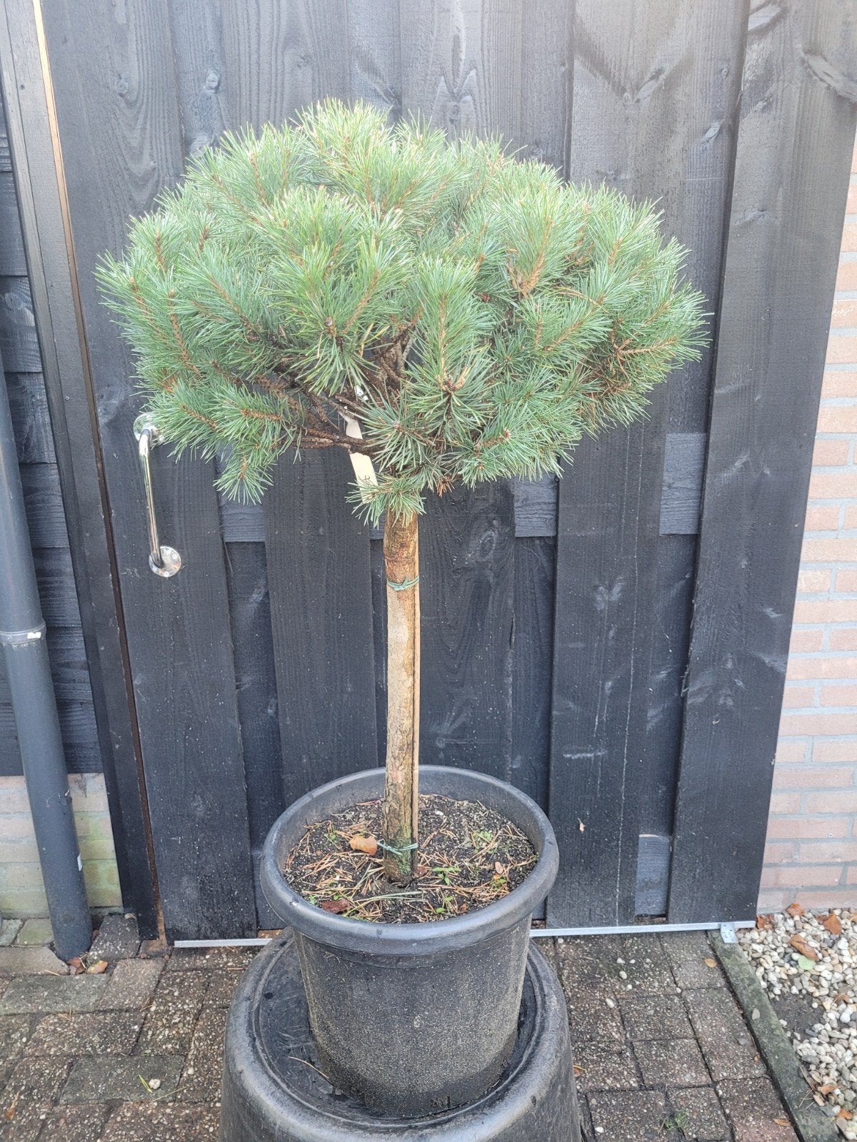 Pinus Sylvestris 'Lodge Hill' op stam - Bolboom, Tuin en Terras, Bloeit niet, 100 tot 250 cm, Ophalen, Volle zon