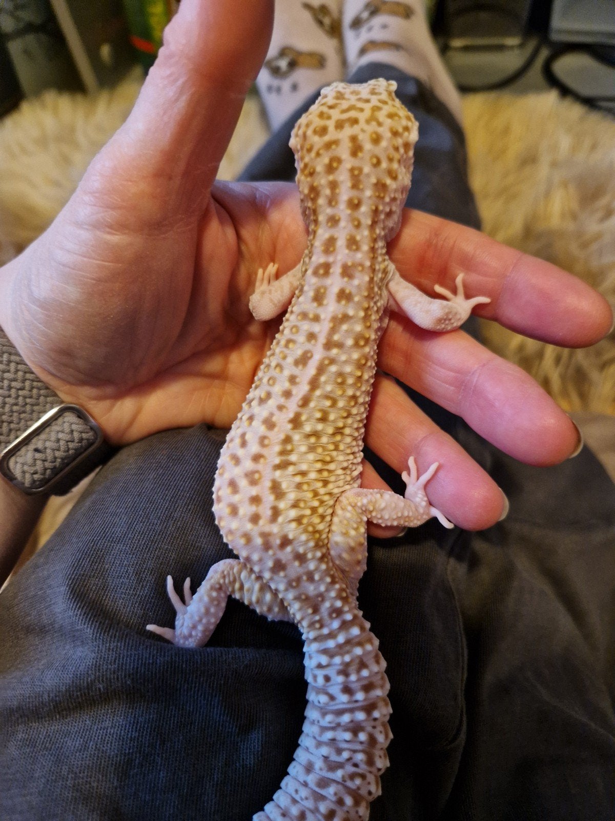 luipaardgekko Leopard Gecko photo 2