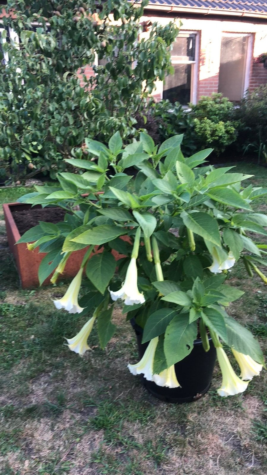 Brugmansia wit, Ophalen, Overige soorten, Volle zon