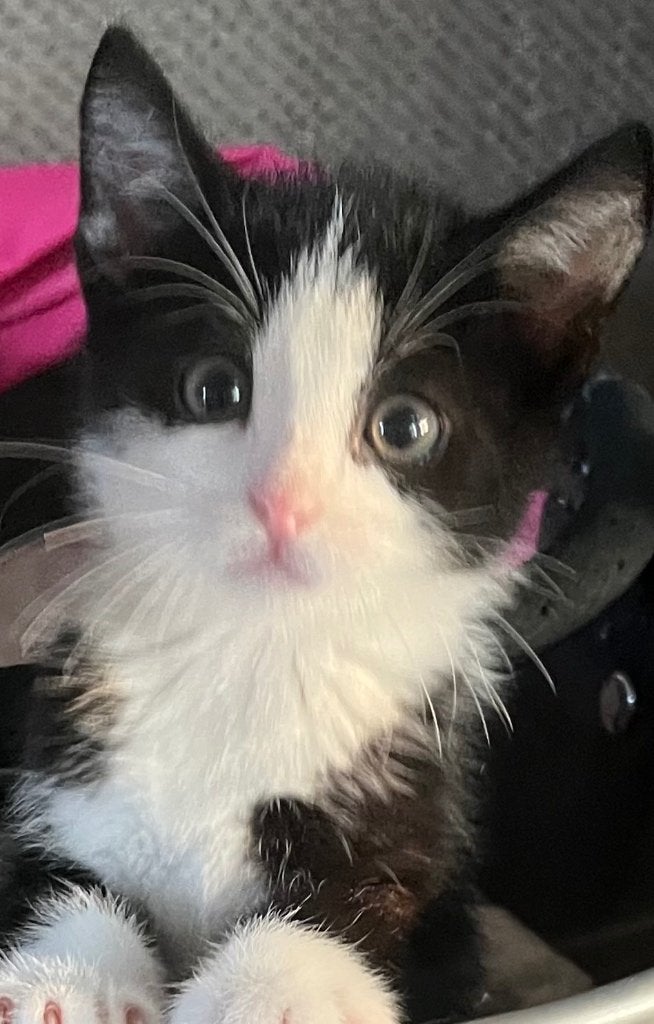 De laatste twee kittens zoeken liefdevol thuis, Meerdere dieren, Kortharig, 0 tot 2 jaar