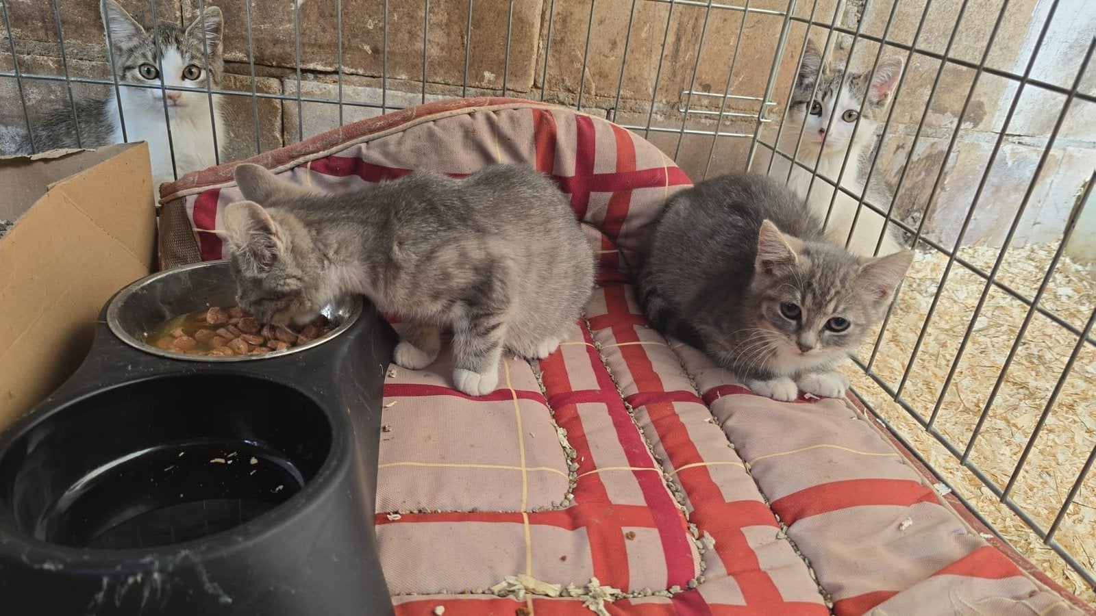 Boerderij kittens, Meerdere dieren