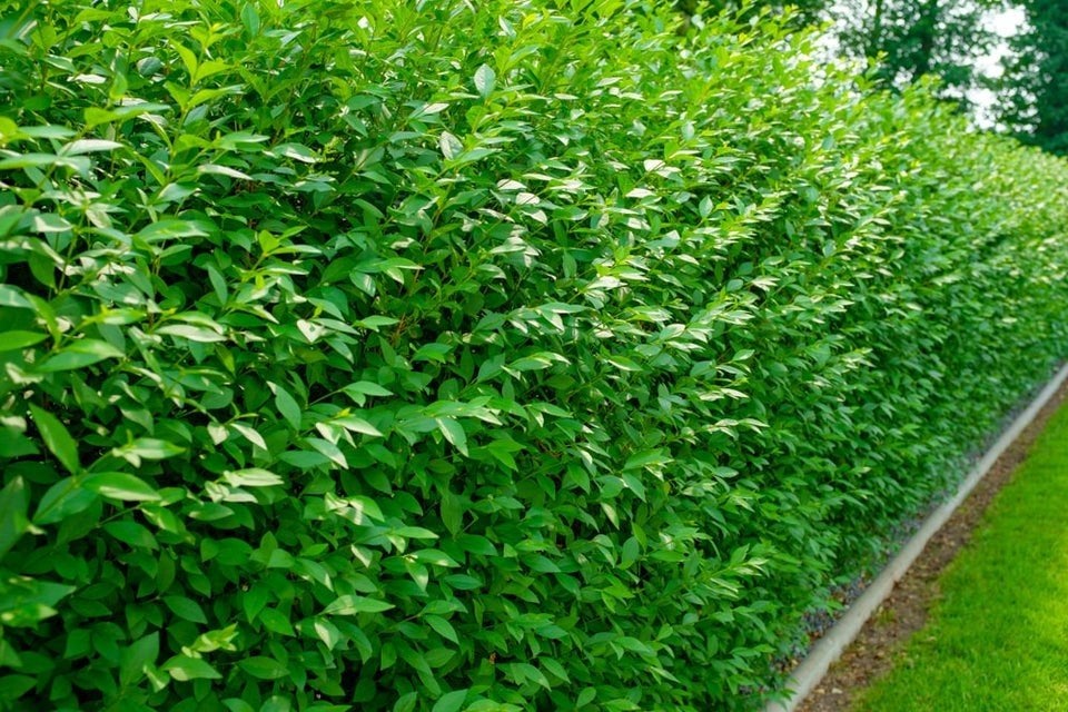 Liguster haag, 200-220cm hoog, 28m lang, Tuin en Terras, Planten | Struiken en Hagen, Liguster, 100 tot 250 cm, Ophalen