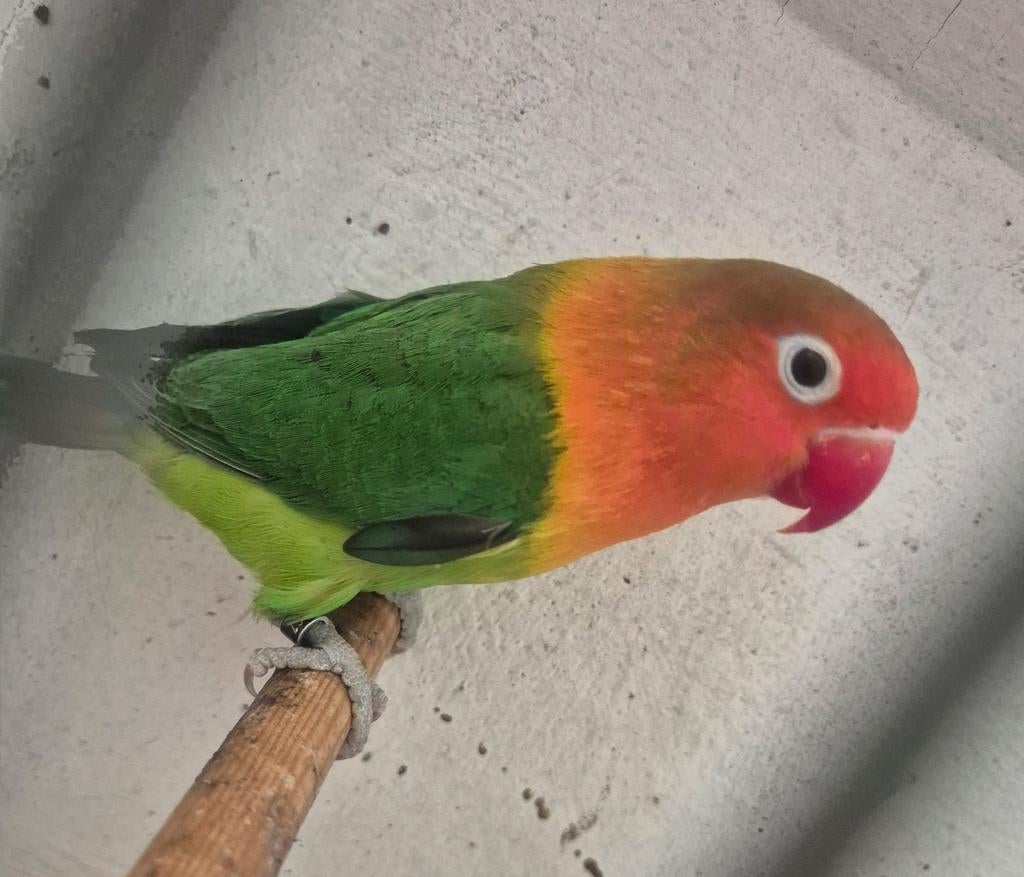 Agapornis vrouwtje, Dieren en Toebehoren, Vogels | Parkieten en Papegaaien, Vrouwelijk, Dwergpapegaai of Agapornis