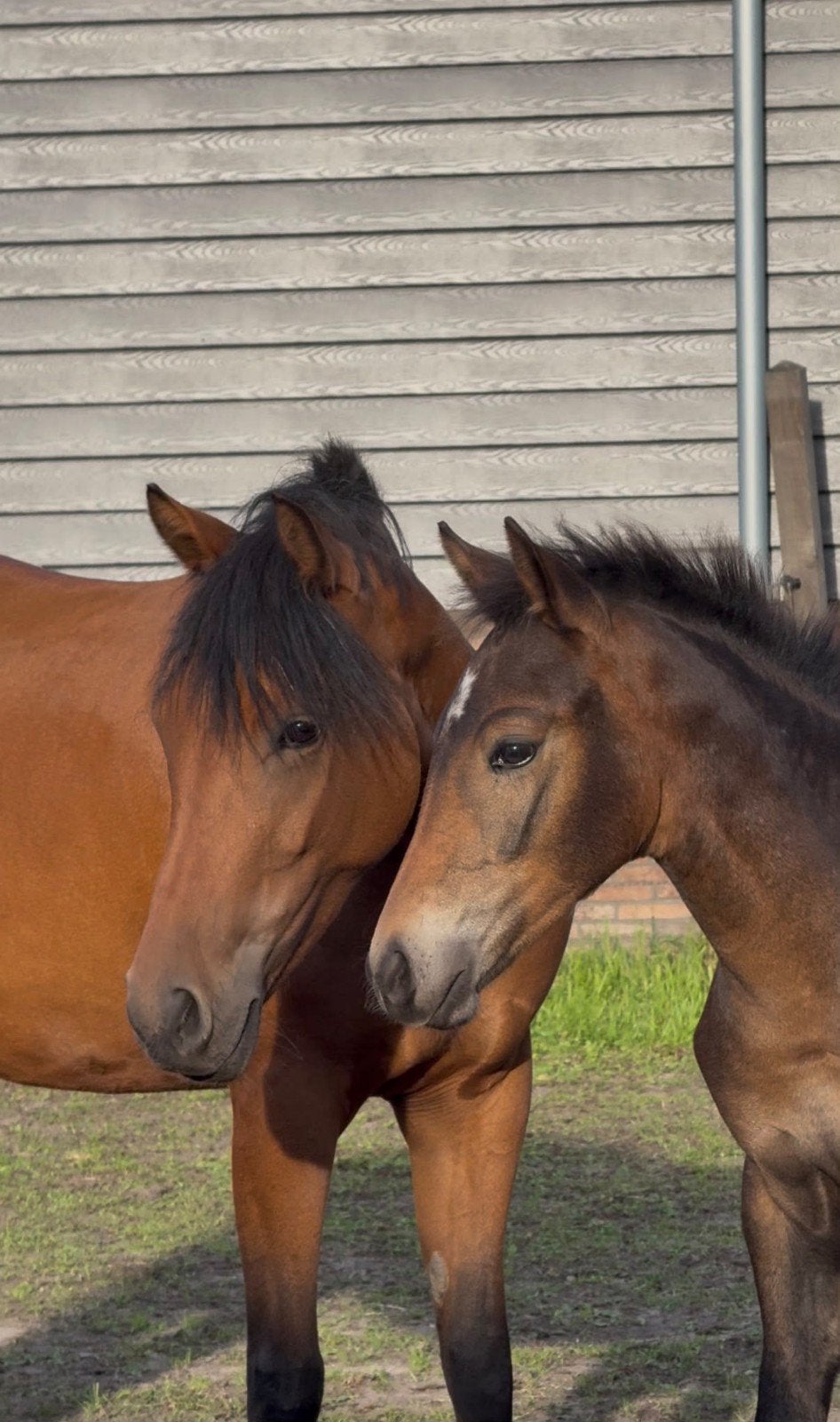 uniek zodiac veulen, Hengst, Niet van toepassing, D pony (1.37m tot 1.48m), 0 tot 2 jaar
